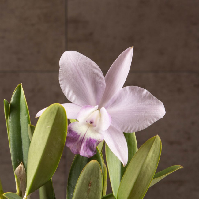 Каттлея сиреневая 20/12