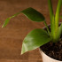 Стрелиция 35/12