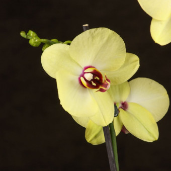 Орхидея Фаленопсис Surprising Peacock 2ст