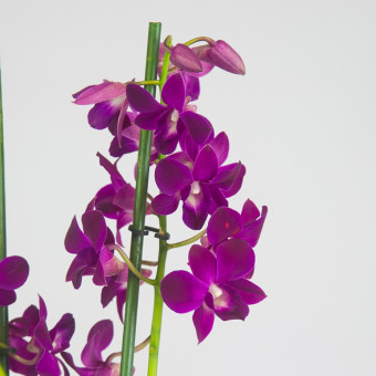 Орхидея дендробиум санок Purple Орхидея дендробиум санок Purple