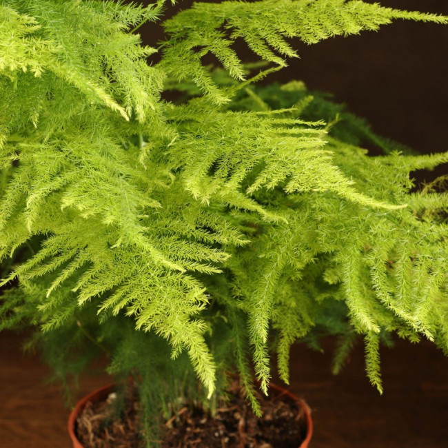 Аспарагус Сетацеус 45/12
