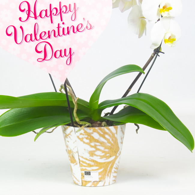 Орхидея Фаленопсис каскад "Valentine’s day" Орхидея Фаленопсис каскад "Valentine’s day"