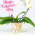 Орхидея Фаленопсис каскад "Valentine’s day" Орхидея Фаленопсис каскад "Valentine’s day"