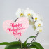 Орхидея Фаленопсис каскад "Valentine’s day" Орхидея Фаленопсис каскад "Valentine’s day"