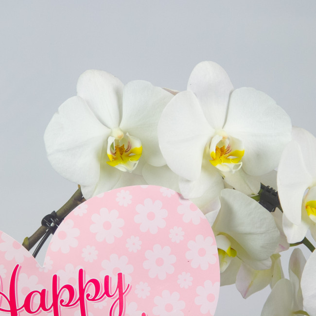 Орхидея Фаленопсис каскад "Valentine’s day" Орхидея Фаленопсис каскад "Valentine’s day"
