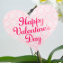 Орхидея Фаленопсис каскад "Valentine’s day" Орхидея Фаленопсис каскад "Valentine’s day"
