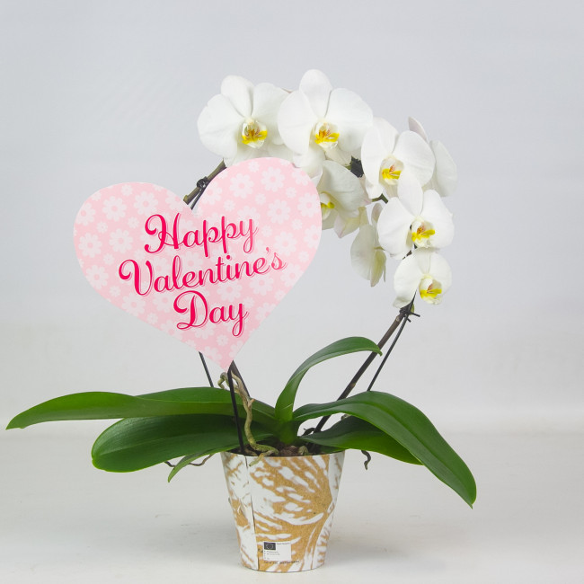 Орхидея Фаленопсис каскад "Valentine’s day" Орхидея Фаленопсис каскад "Valentine’s day"