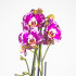 Орхидея Фаленопсис "Рей" 3 ст