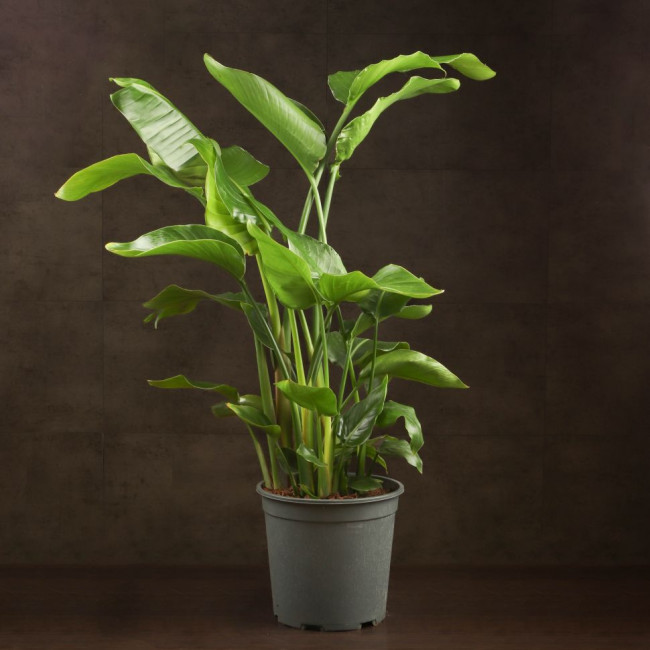 Стрелиция Николая 90/21