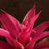 Гузмания розовая 50/12